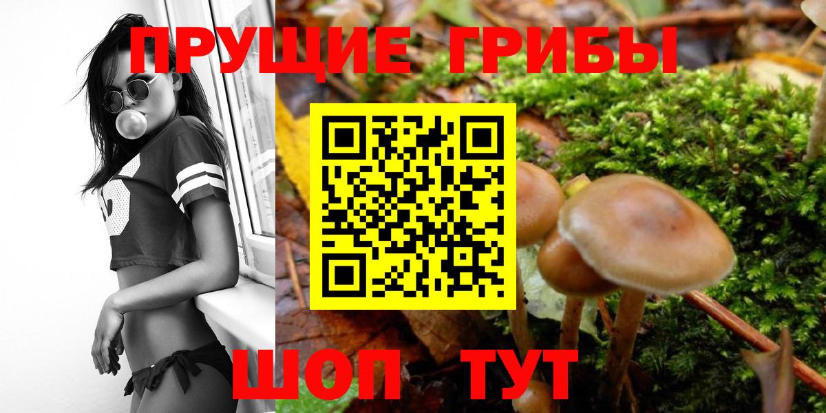 Псилоцибиновые грибы Psilocybine cubensis Ачинск